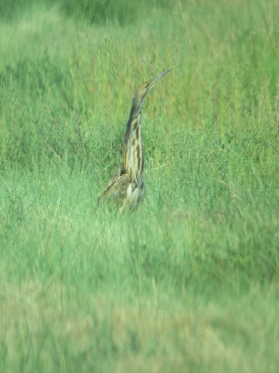 American Bittern - ML640795749