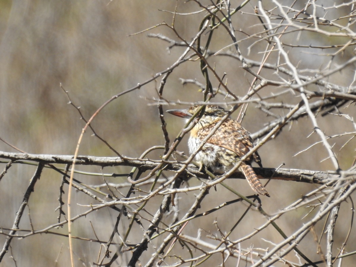 Spot-backed Puffbird - ML640795750