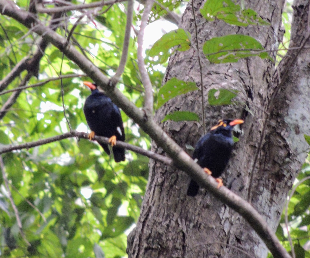 Southern Hill Myna - ML640795795