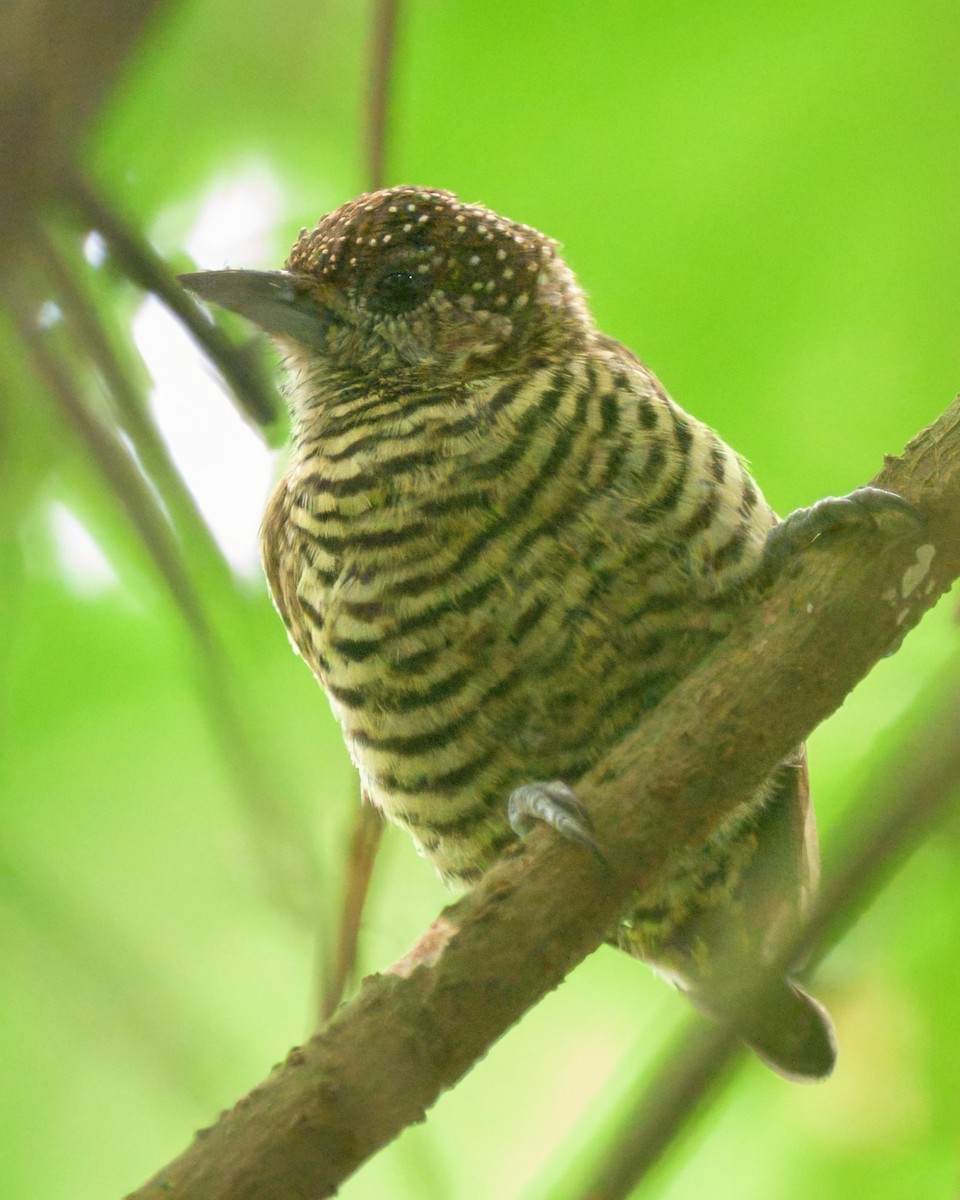 Lafresnaye's Piculet - ML640795844