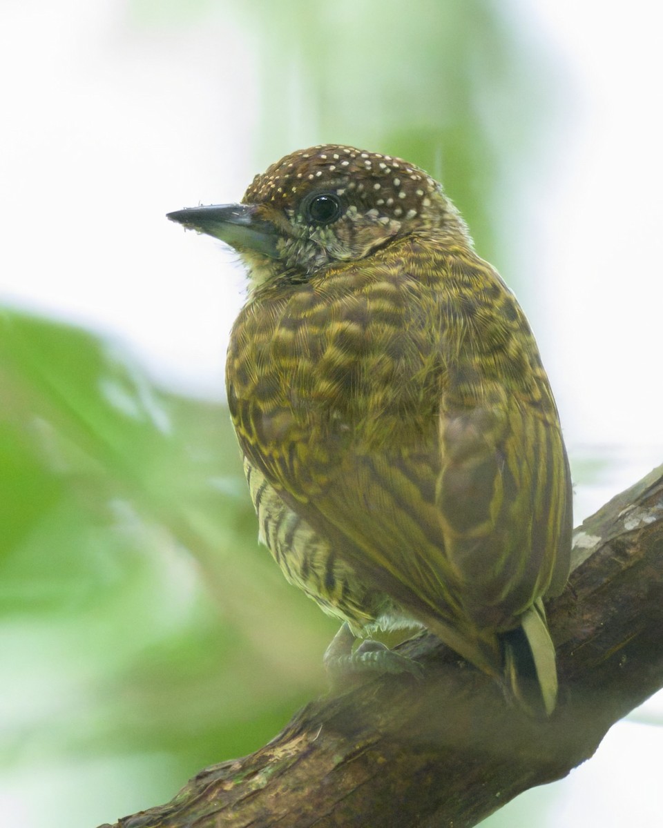 Lafresnaye's Piculet - ML640795845