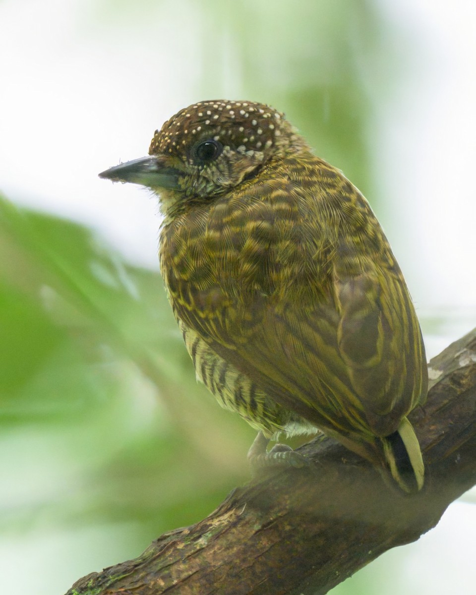 Lafresnaye's Piculet - ML640795846