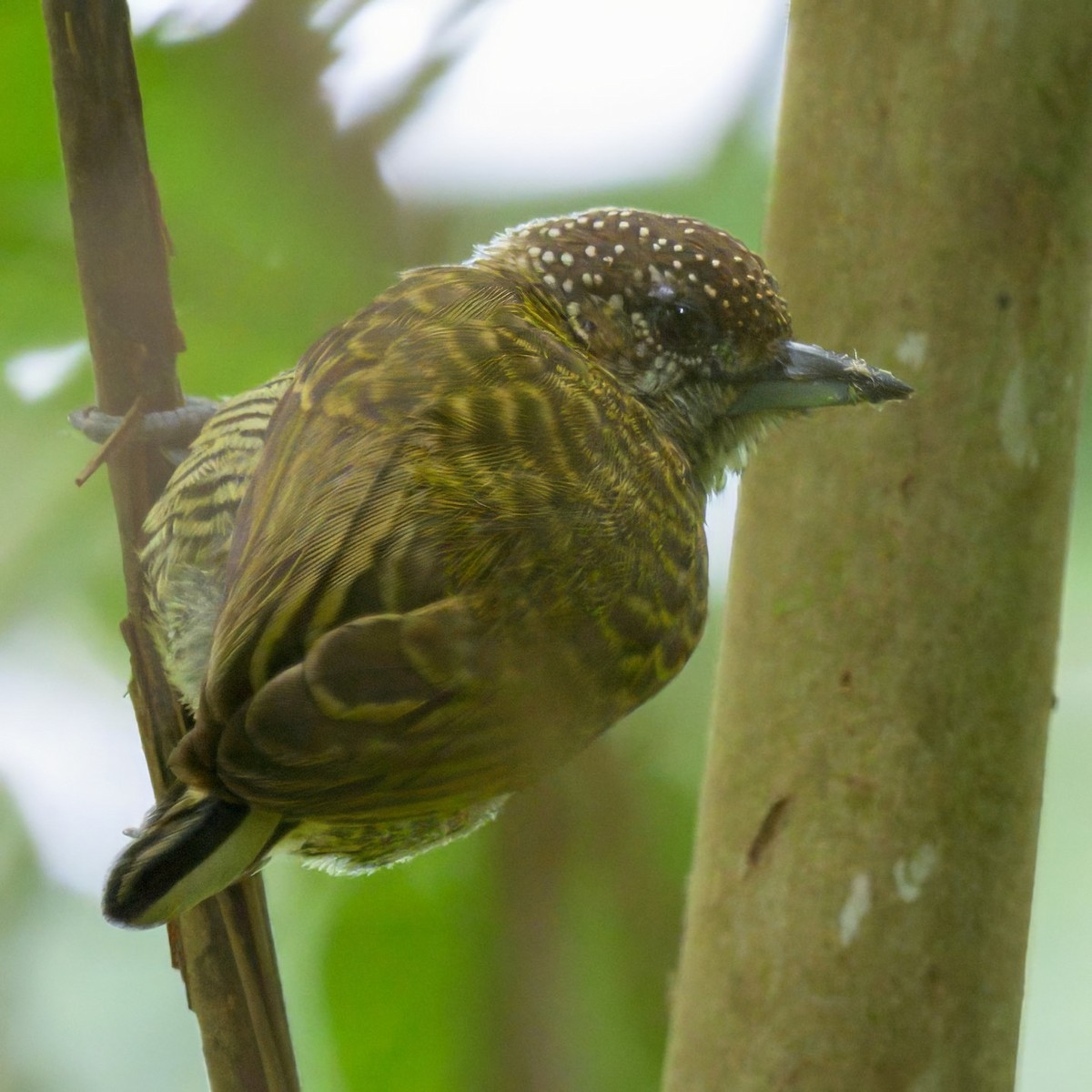 Lafresnaye's Piculet - ML640795850