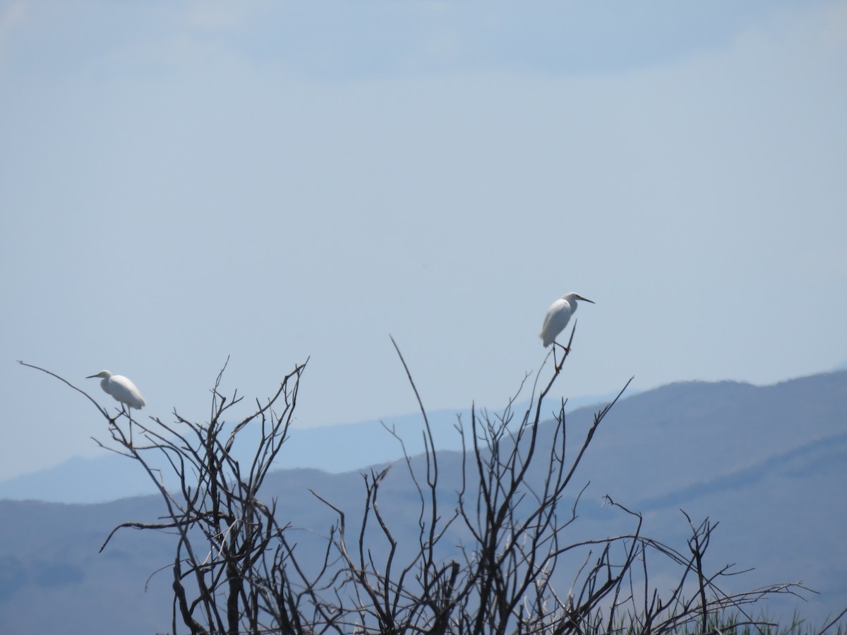 Snowy Egret - ML640795859