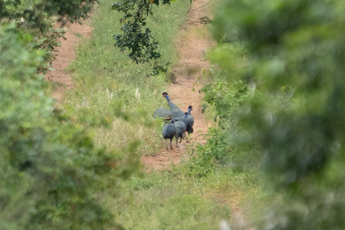 Eastern Crested Guineafowl - ML640795889