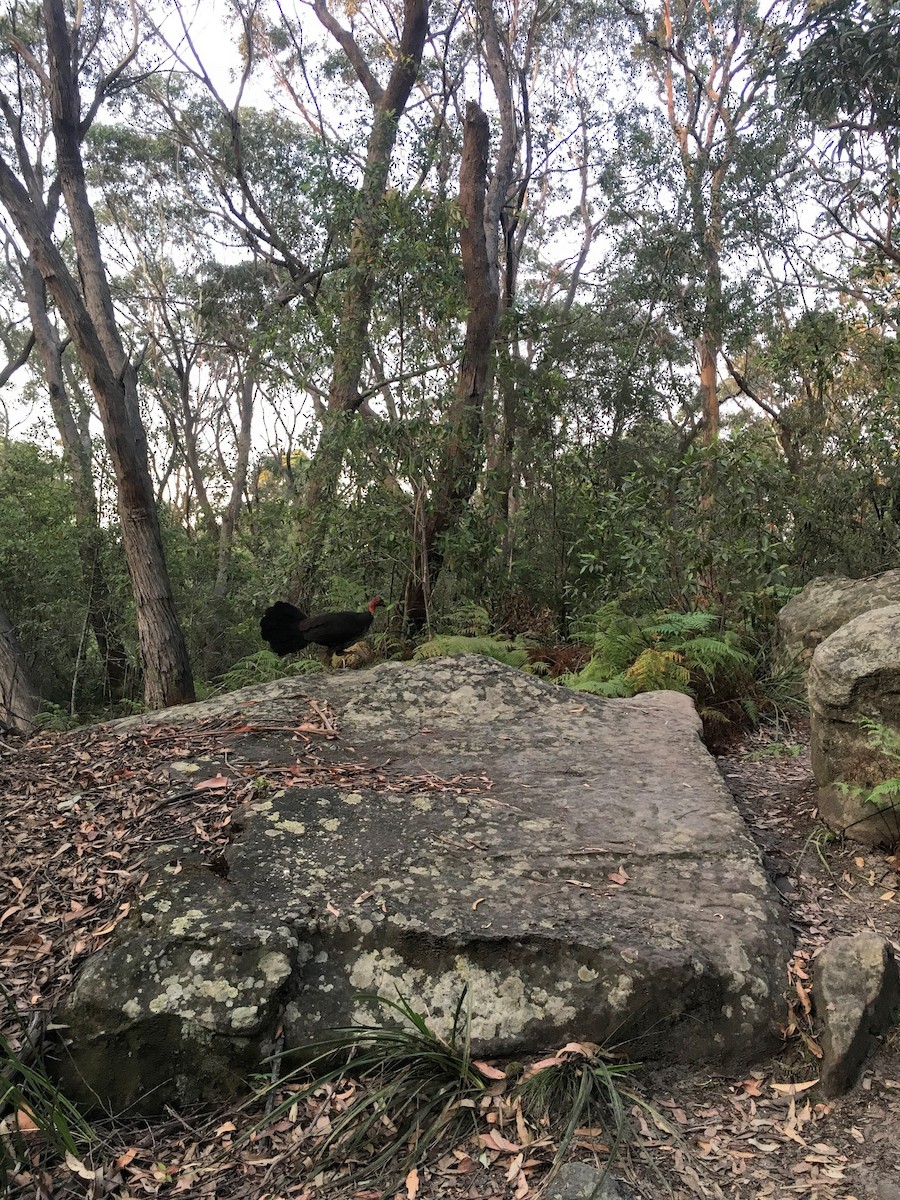 Australian Brushturkey - ML640795924