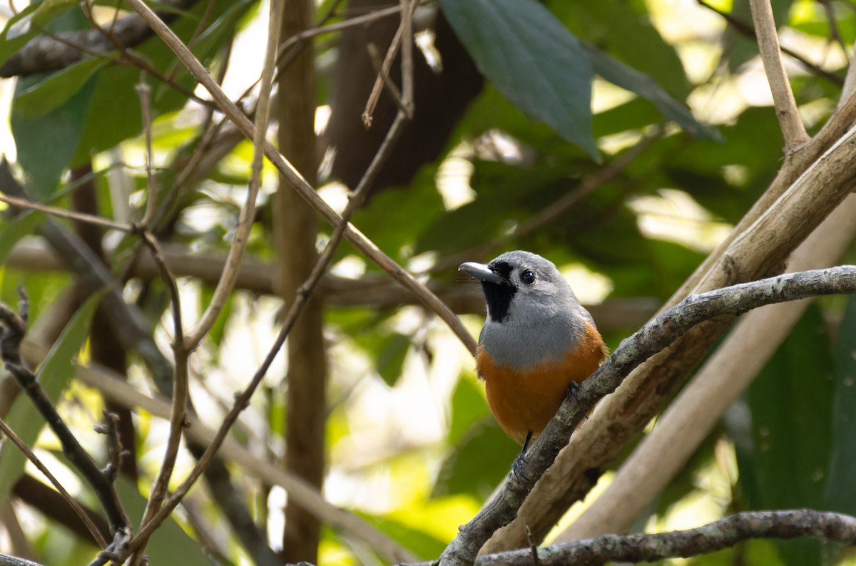 Black-faced Monarch - ML640795925