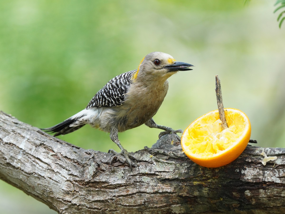 Golden-fronted Woodpecker - ML640795965