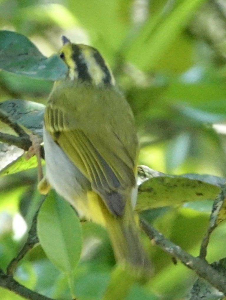 Yellow-vented Warbler - ML640795970