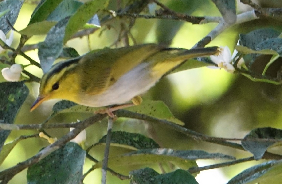 Yellow-vented Warbler - ML640795971