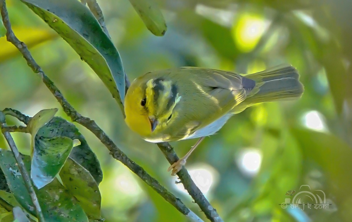 Yellow-vented Warbler - ML640795973