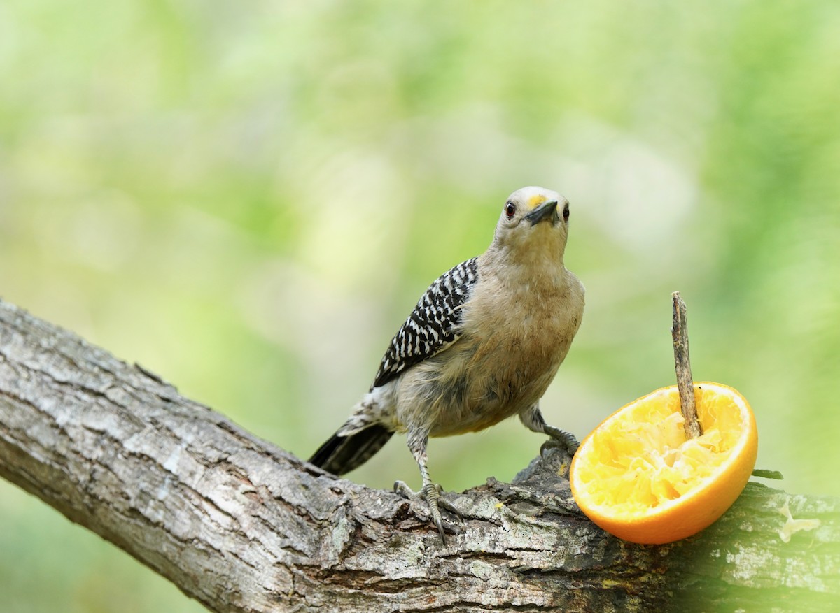 Golden-fronted Woodpecker - ML640795974