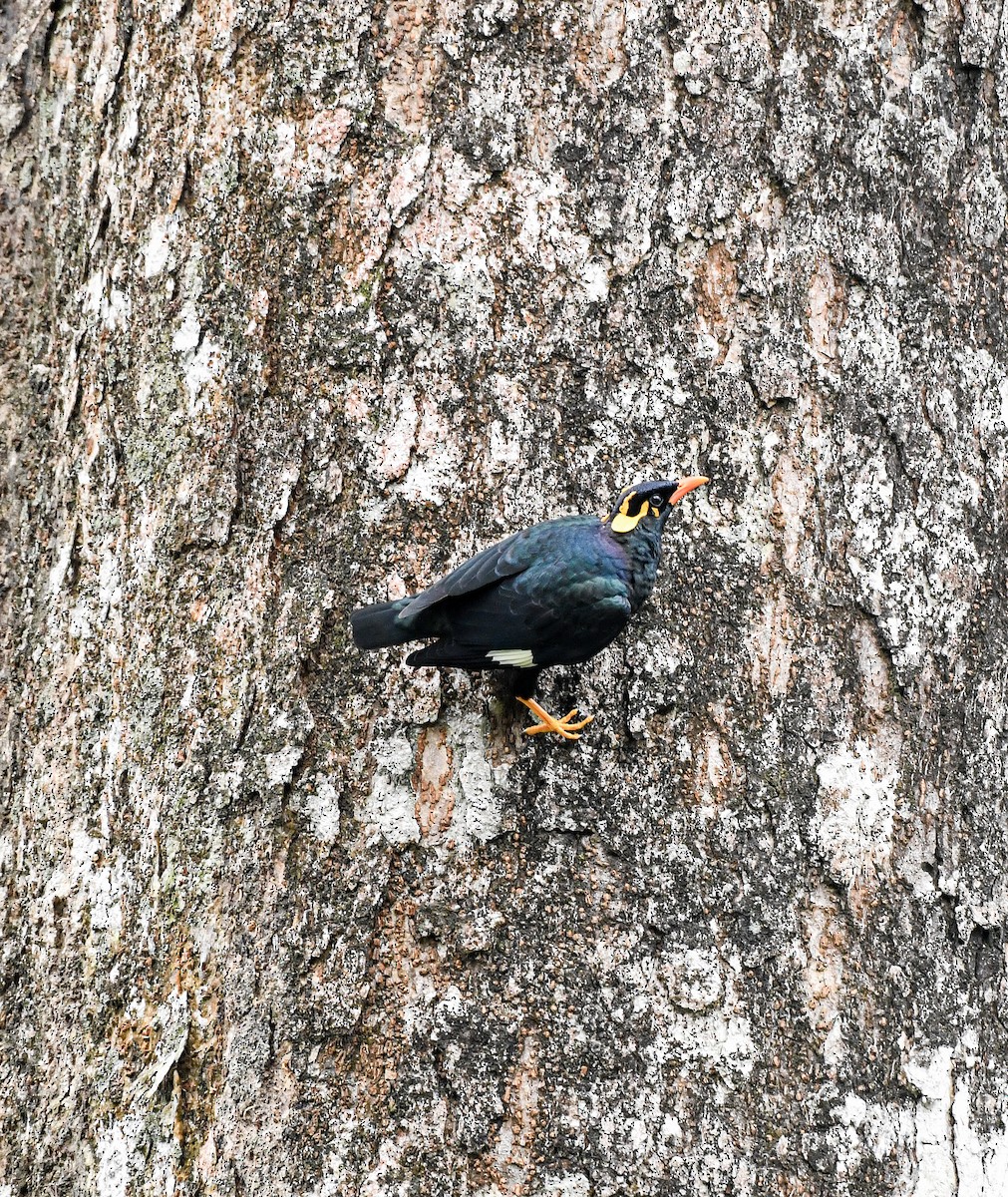 Southern Hill Myna - ML640795975