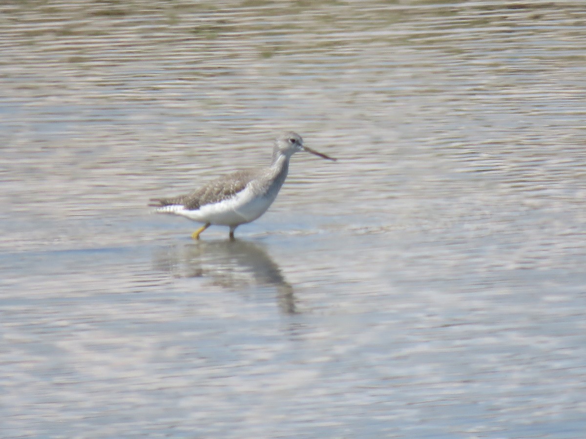 Greater Yellowlegs - ML640795984