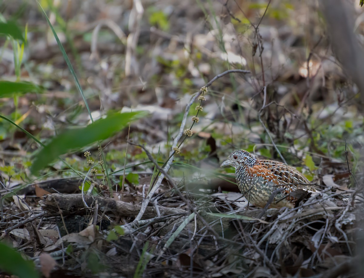 Painted Buttonquail - ML640795991