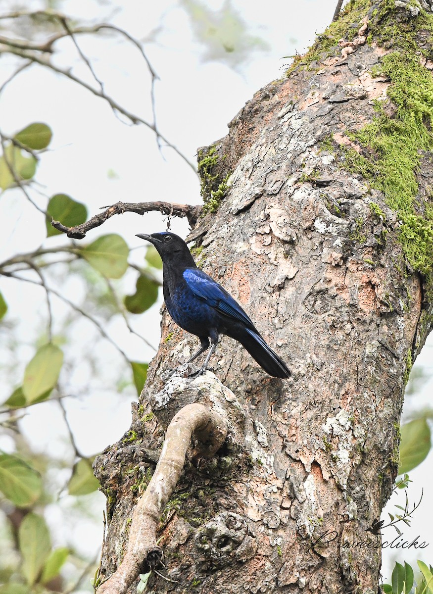 Malabar Whistling-Thrush - ML640795999