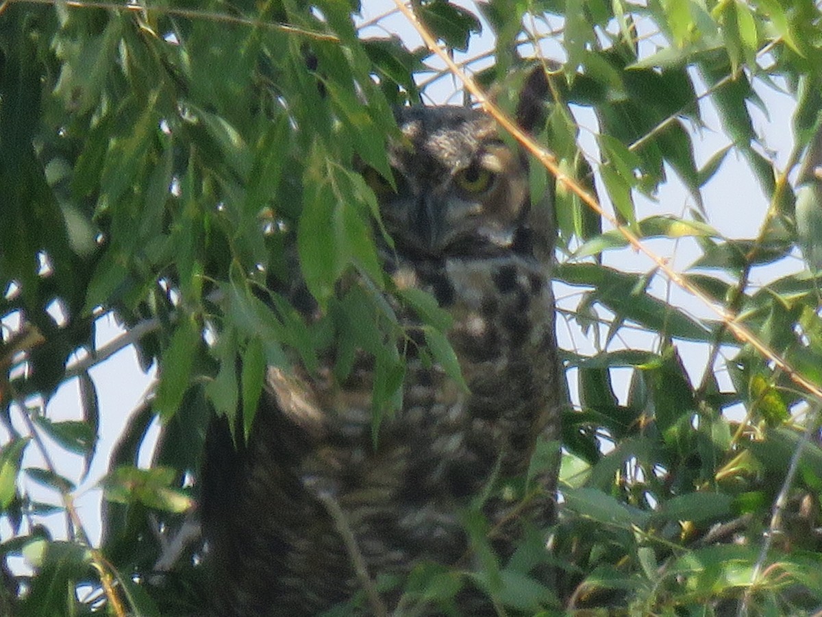 Great Horned Owl - ML640796017