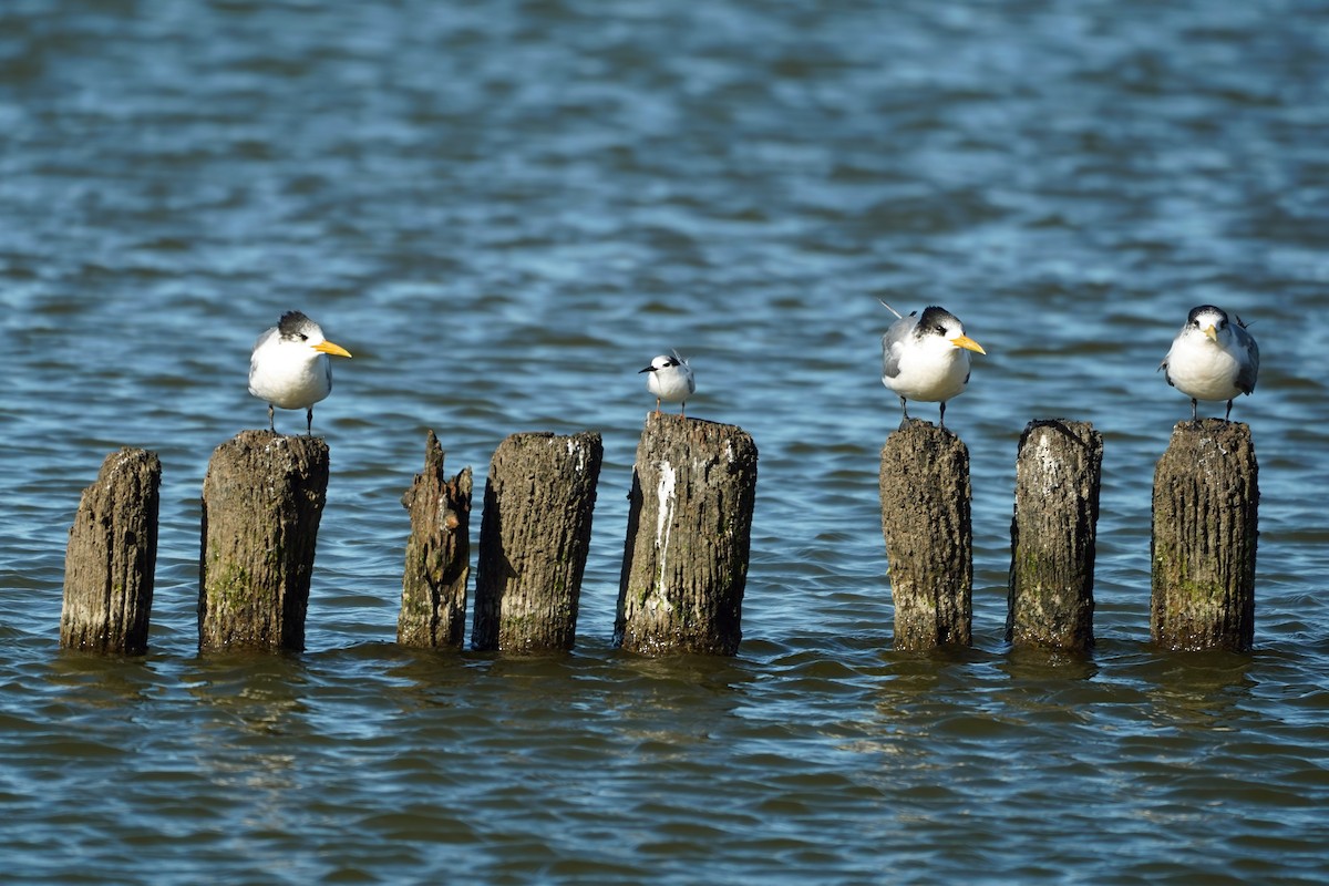 Little Tern - ML640796018