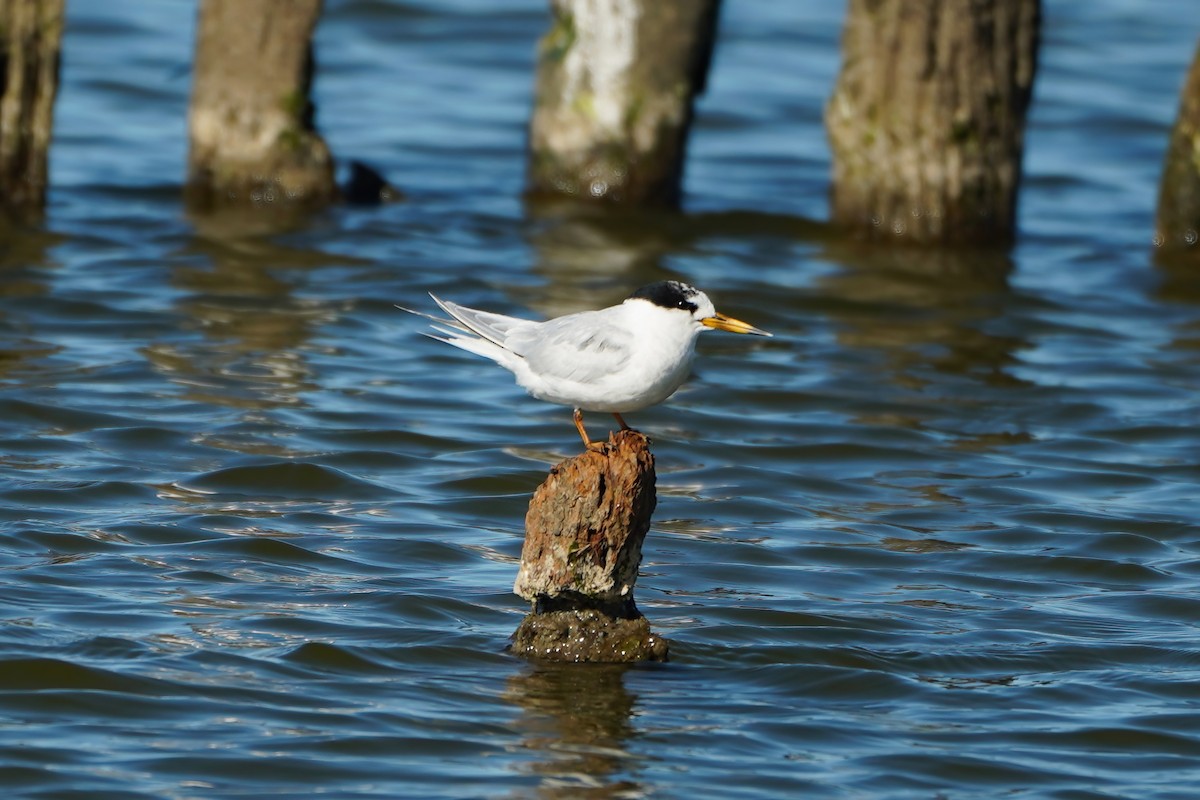 Australian Fairy Tern - ML640796024