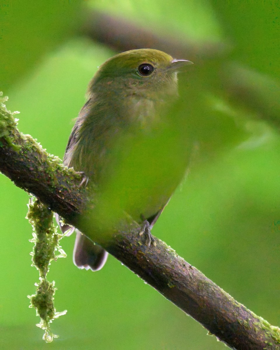 blågumpmanakin - ML640796151
