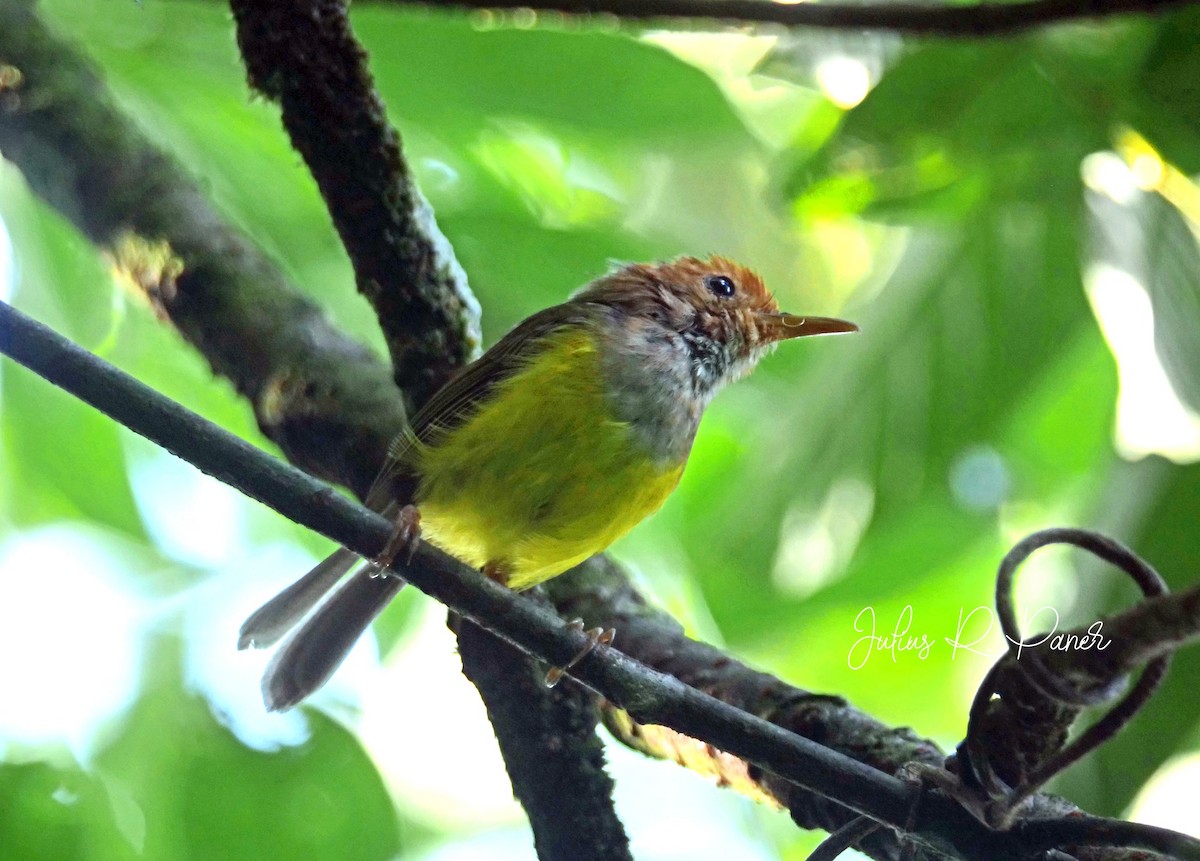 Rufous-headed Tailorbird - ML640796193