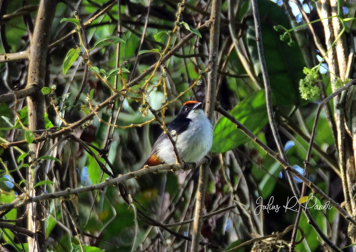Flame-crowned Flowerpecker - ML640796208