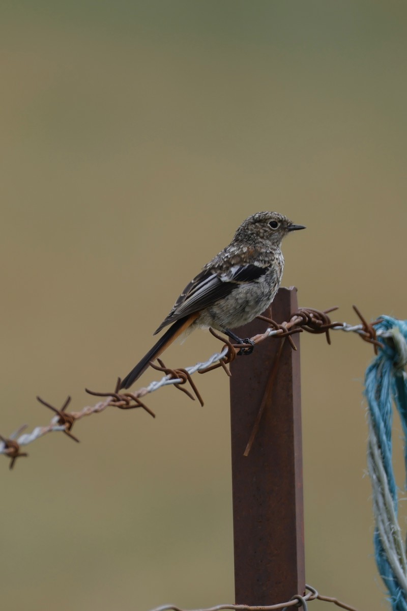 White-throated Redstart - ML640796229