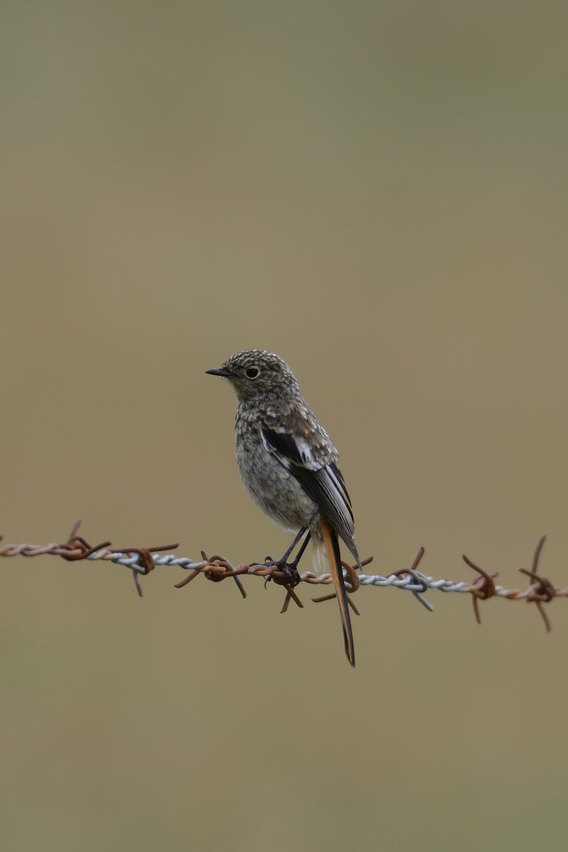 White-throated Redstart - ML640796233