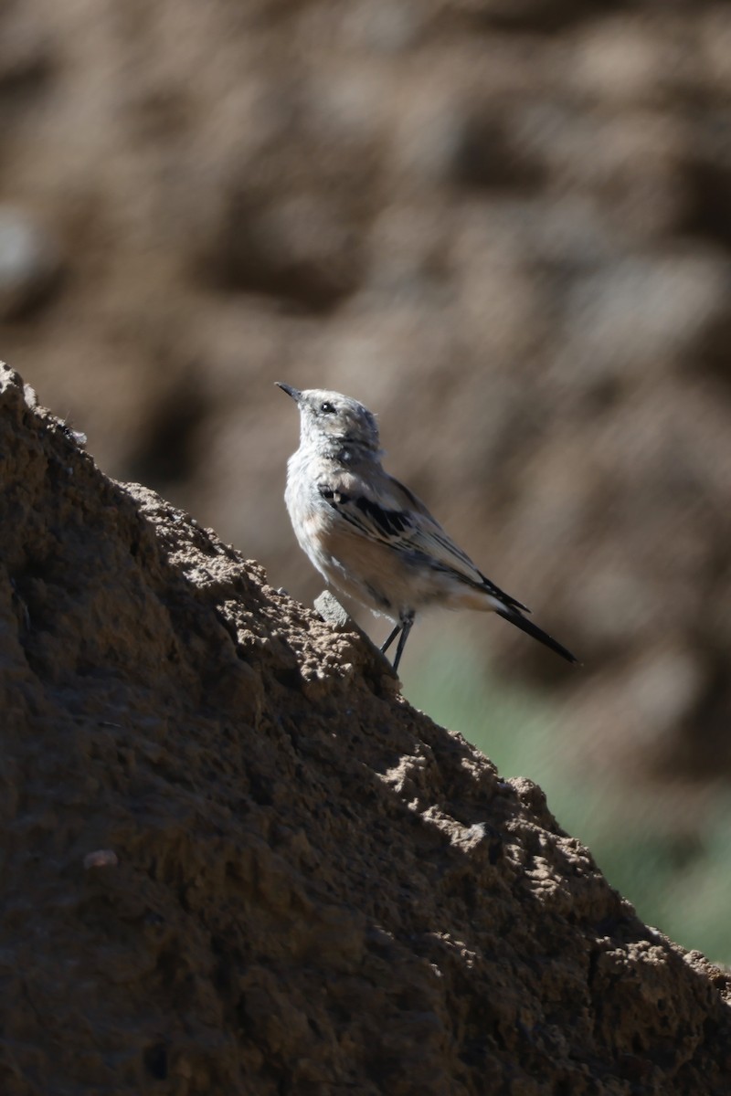 Desert Wheatear - ML640796245