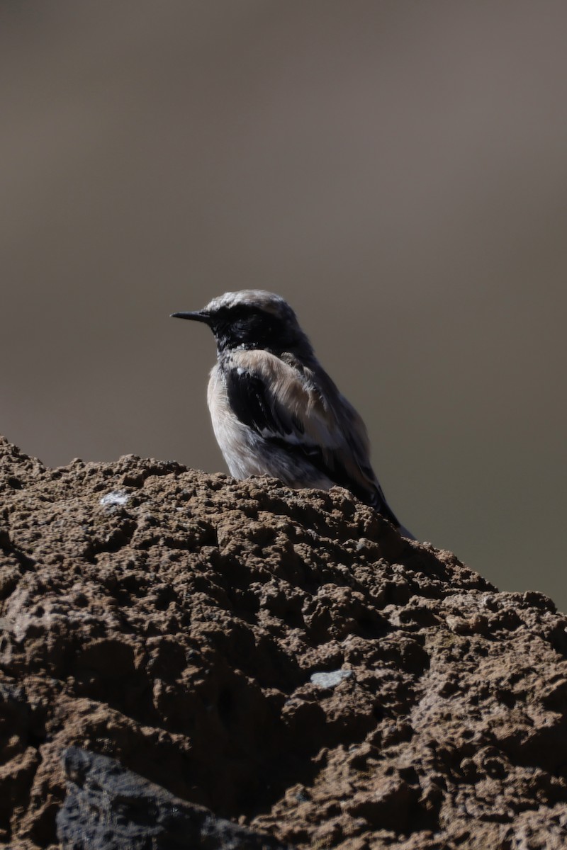 Desert Wheatear - ML640796248