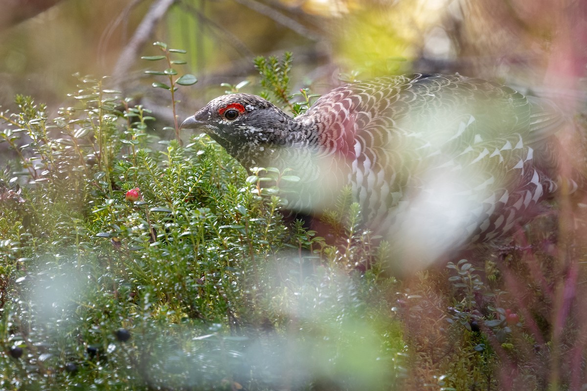 Spruce Grouse - ML640796349