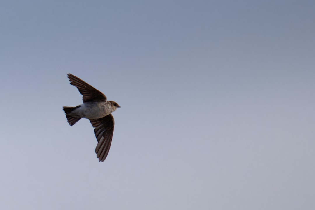 Golondrina Aserrada - ML640796373