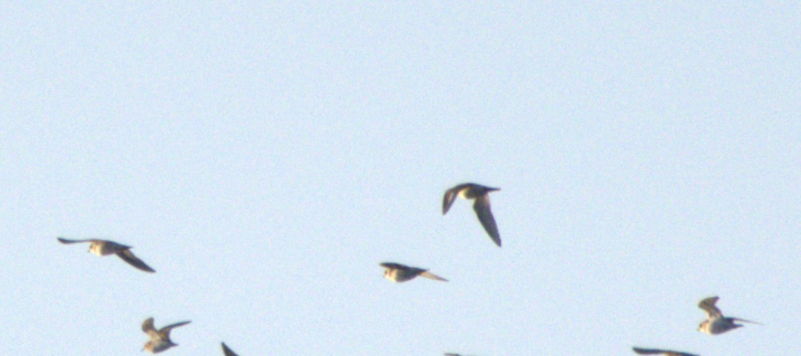 Semipalmated Plover - ML640796447