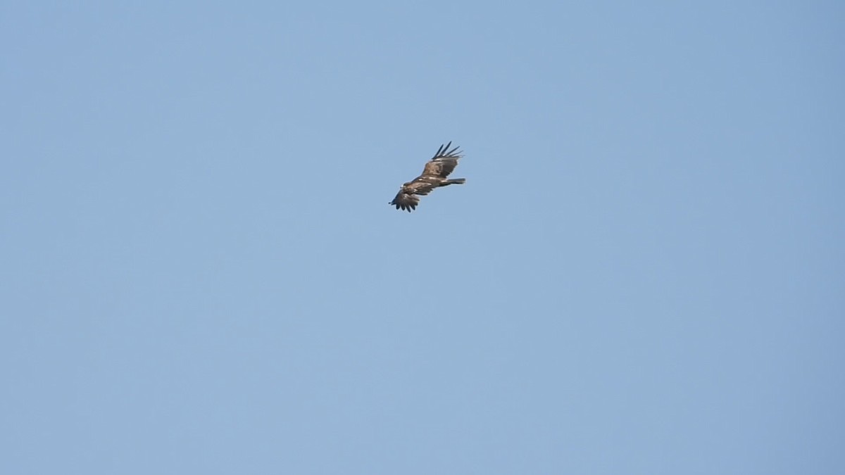 Aquila delle steppe - ML640796461