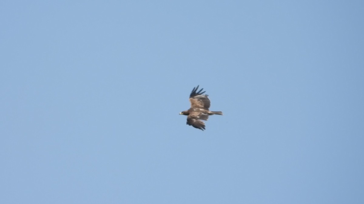Aquila delle steppe - ML640796462