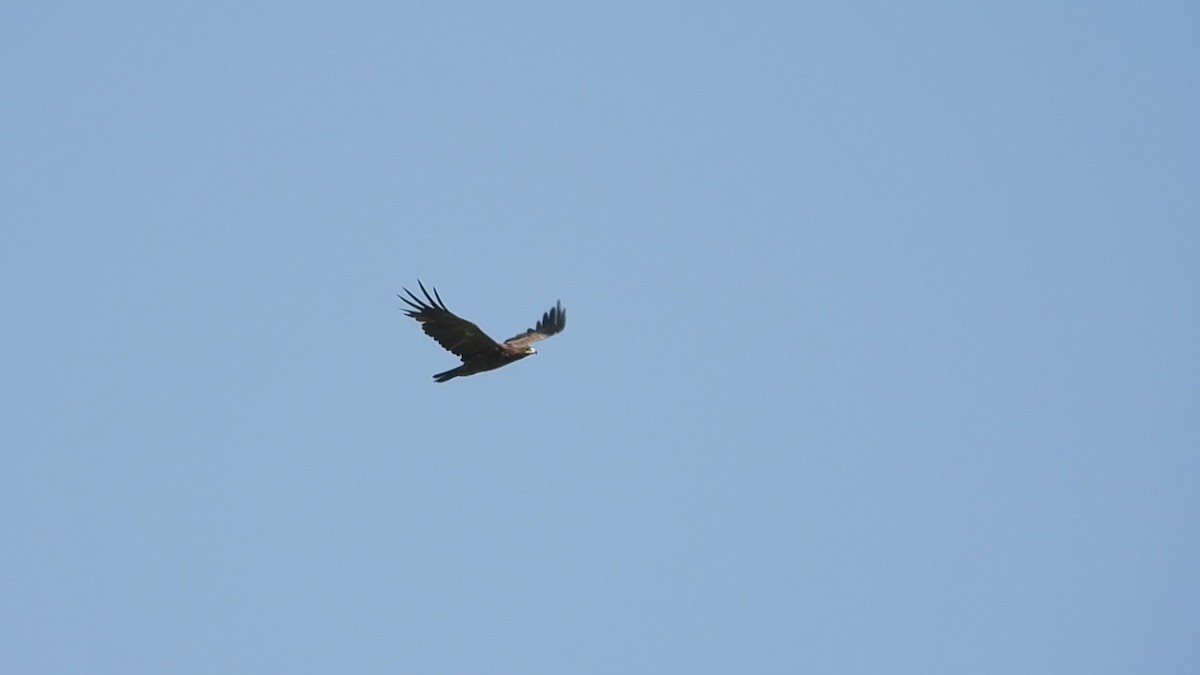 Aquila delle steppe - ML640796463
