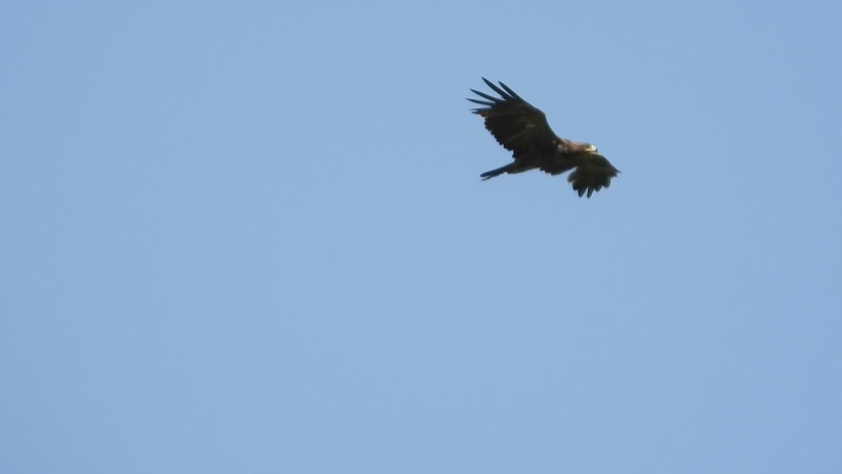 Aquila delle steppe - ML640796464