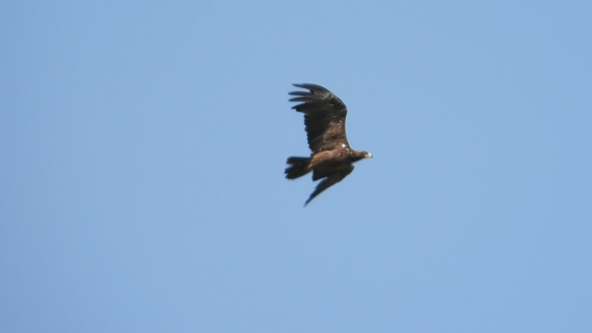 Aquila delle steppe - ML640796465
