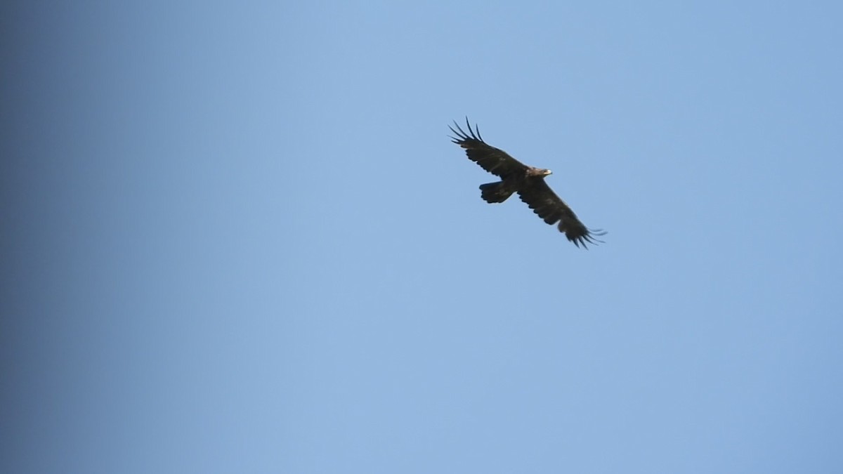 Aquila delle steppe - ML640796466
