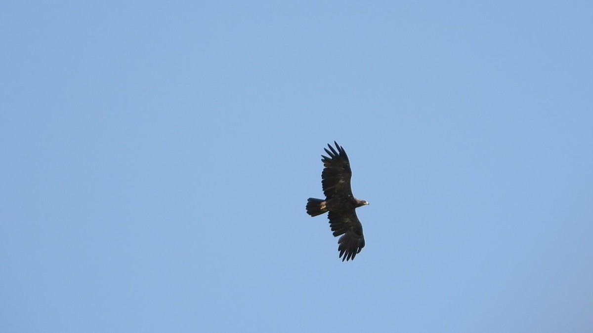 Aquila delle steppe - ML640796467