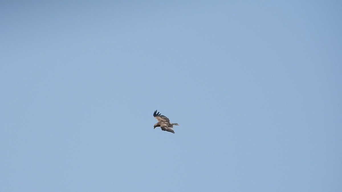 Aquila delle steppe - ML640796468