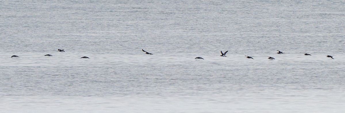 Manx Shearwater - ML640796485