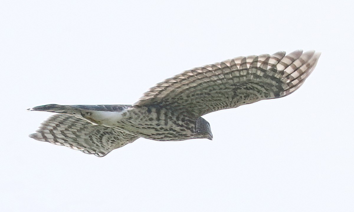Accipitridae sp. (hawk sp.) - ML640796621