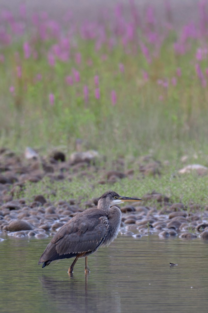 Garza Azulada - ML640796629