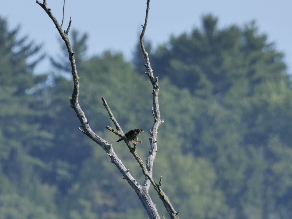 Merlin - ML640796649