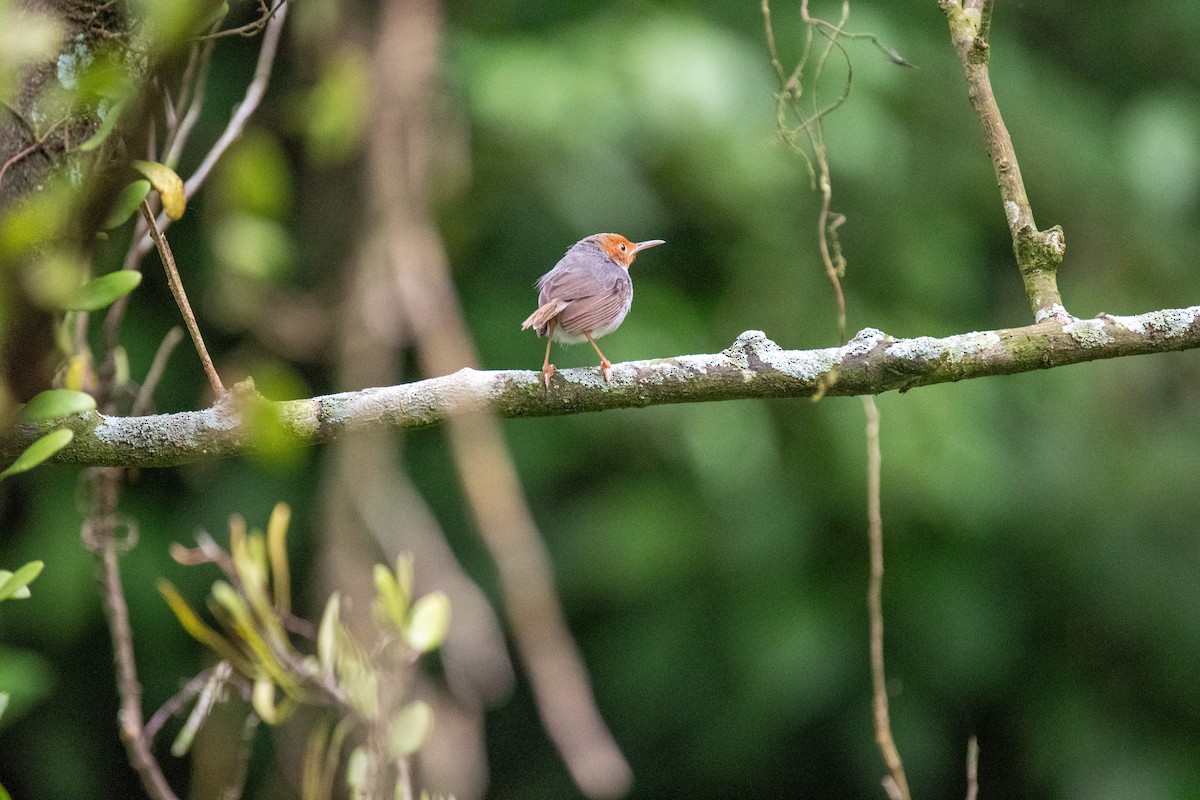 Ashy Tailorbird - ML640796665