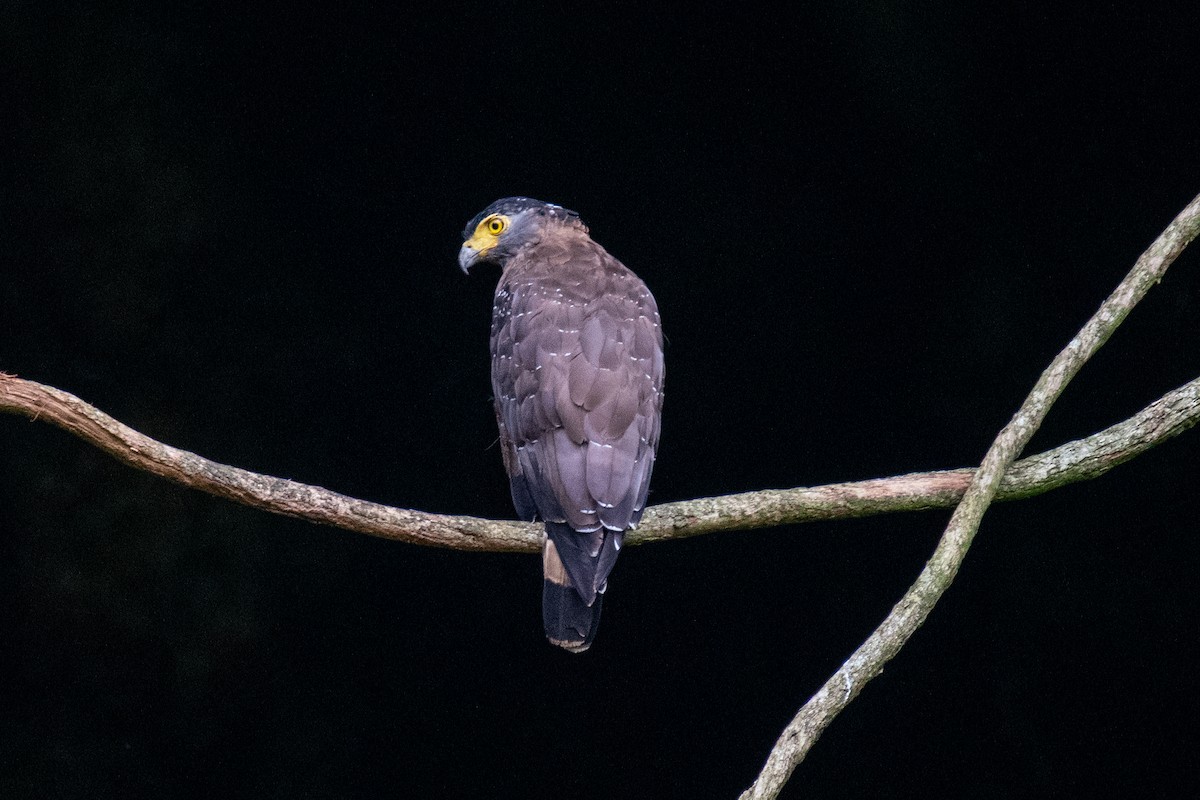 Crested Serpent-Eagle - ML640796670
