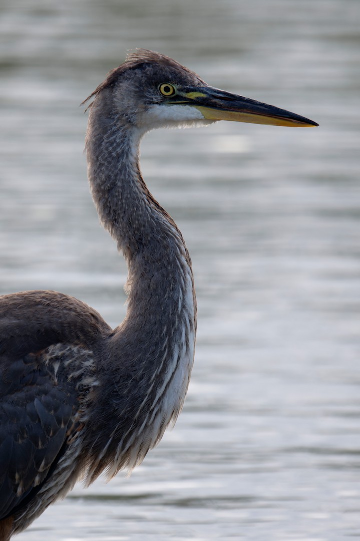 Garza Azulada - ML640796676