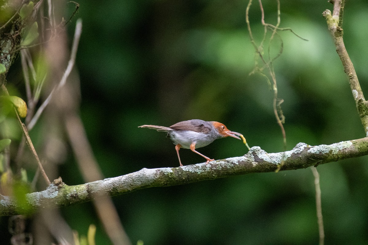 Ashy Tailorbird - ML640796697