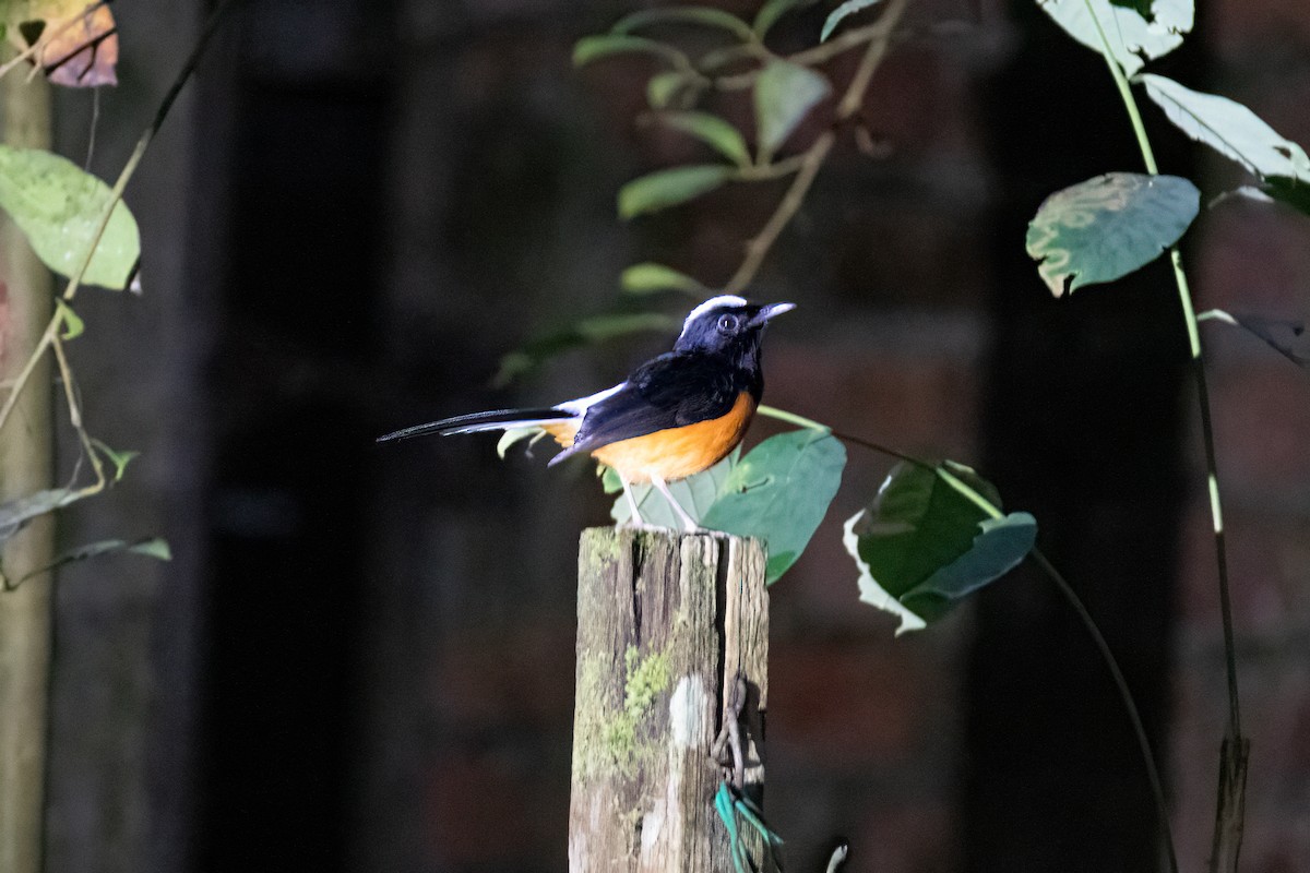 White-crowned Shama - ML640796701